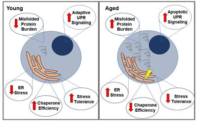 Endoplasmic Reticulum Stress Coping Mechanisms and Lifespan Regulation in Health and Diseases